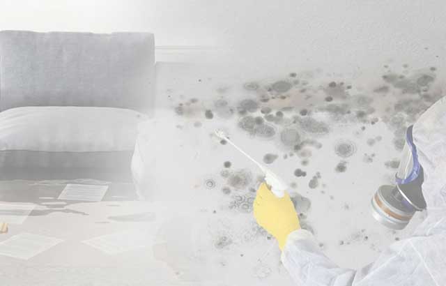 Water Damage and Mold